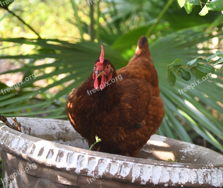 Rhode Island Red Chicken Hen Comb Poultry