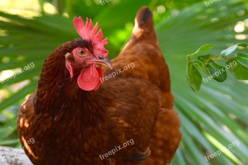 Chicken Hen Bird Poultry Animal