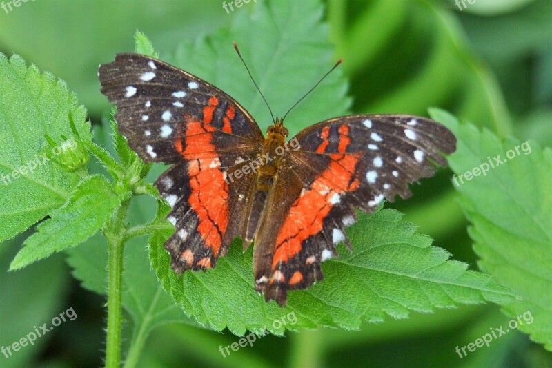 Butterfly Garden Nature Fly Spring Garden