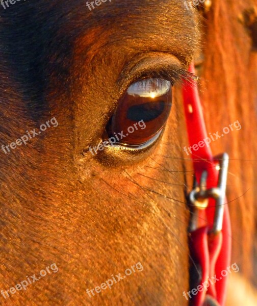 Horse Pure Arab Blood Eye Look Arabic