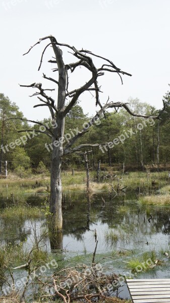 Moor Wetland Swamp Nature Reserve Moorland