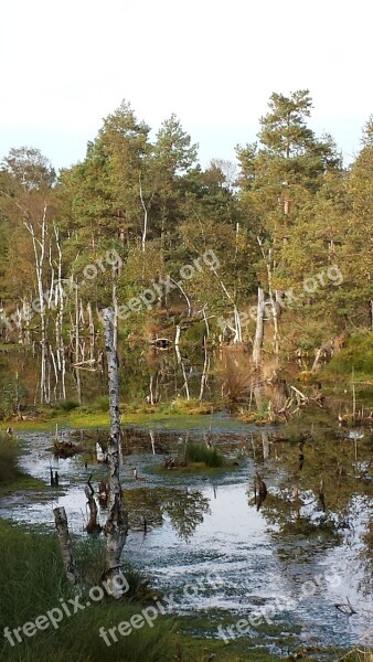 Moor Wetland Swamp Nature Reserve Moorland