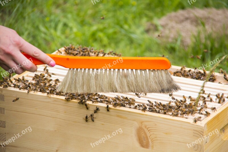 Bees Hive Honey Bees Beekeeping Beehive