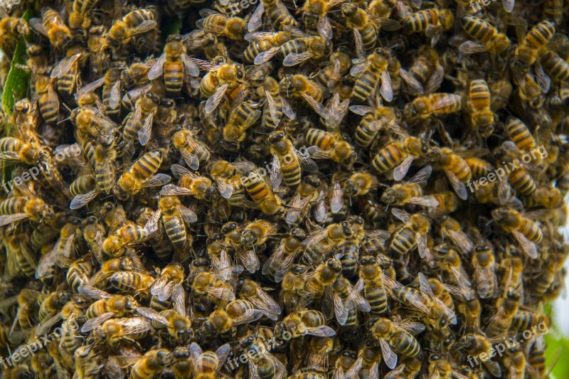 Bees Hive Honey Bees Beekeeping Free Photos