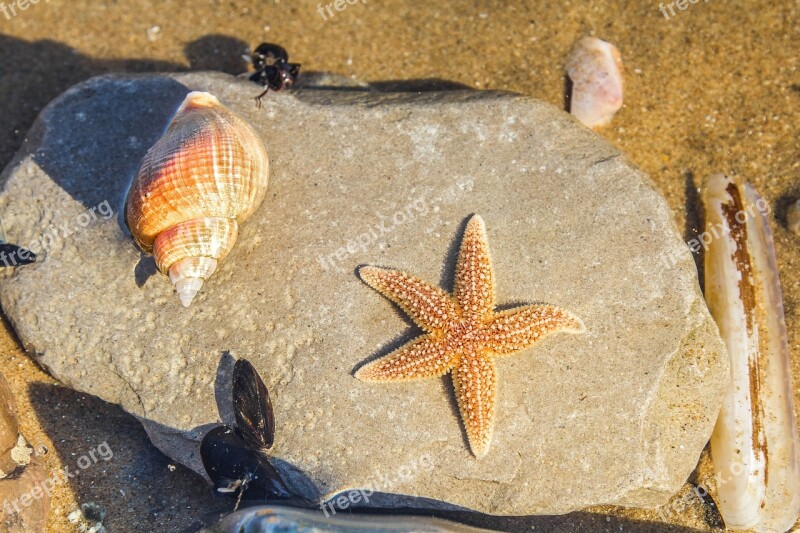 Sea Animals Ocean Low Tide Wales England