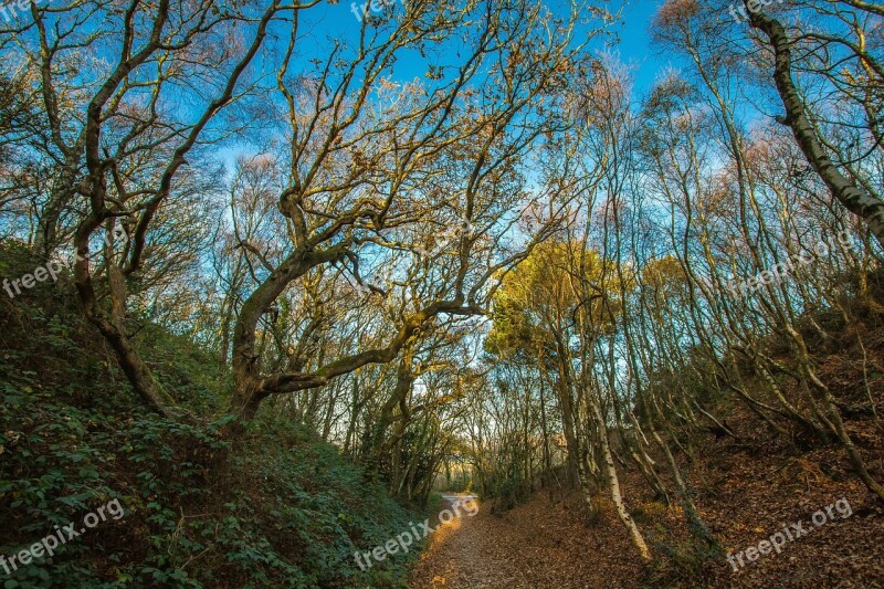 Forest Autumn Valley Hengistbury Head England