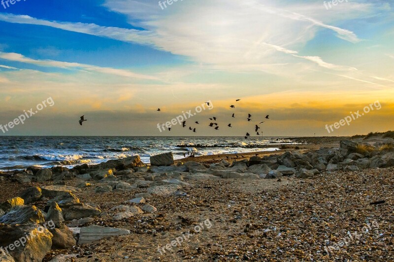 Coast Ocean Sunset Birds Dorset