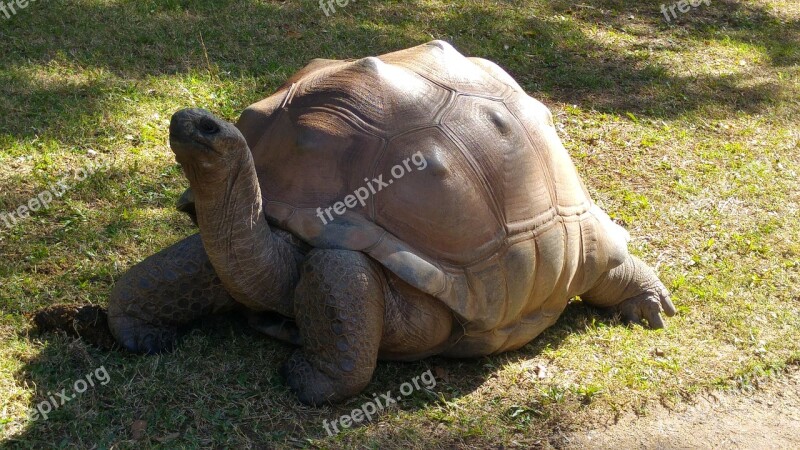 Turtle Nature Animal Animals Carapace