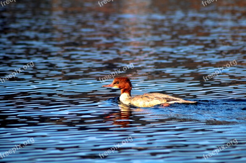 Bird Duckling Baby Cute Young