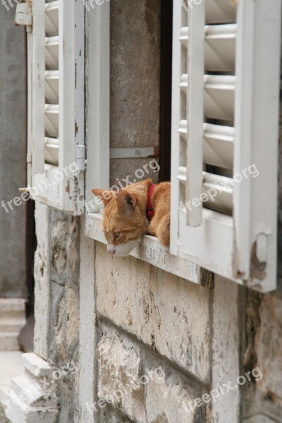 Cat Window Curiosity Red Fur Lazy