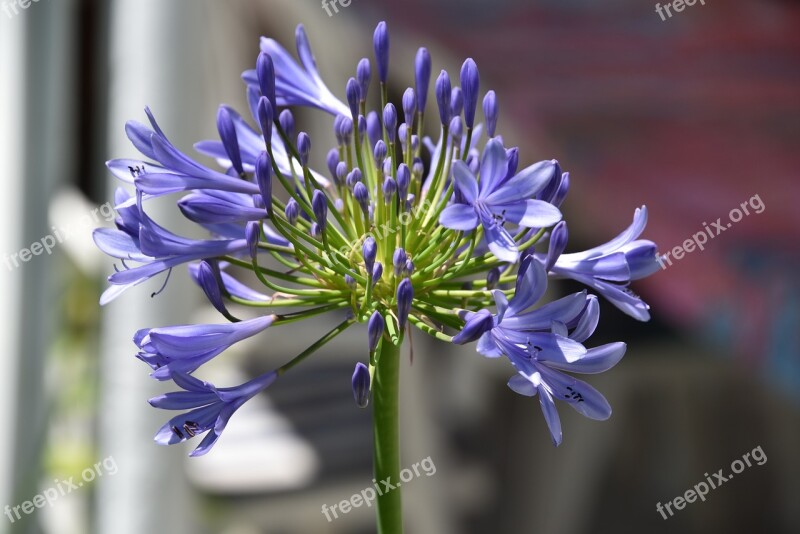 Flower Blue Nature Blue Flowers Garden