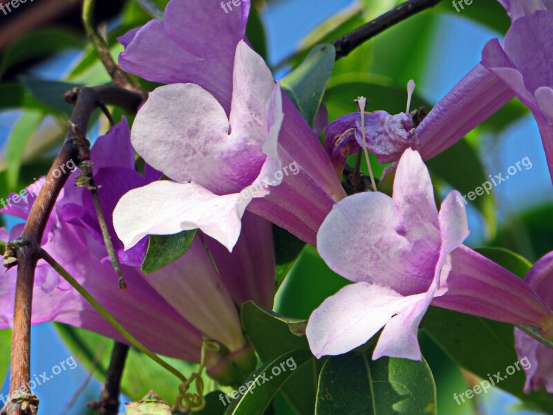 Laos Flower Purple Flower Bouquet Purple Flowers