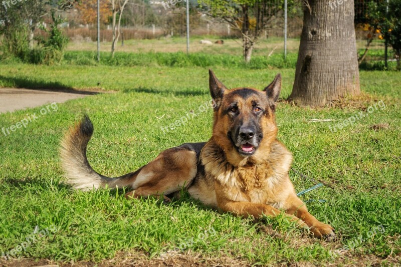 German Shepherd Dog Pet Outdoor Shepherd