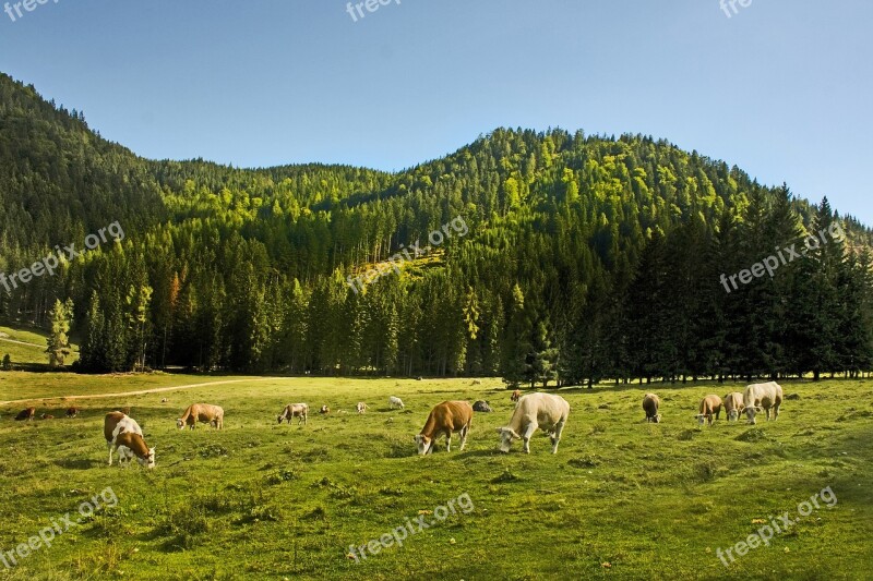 Cows Allgäu Cow Bavaria Field