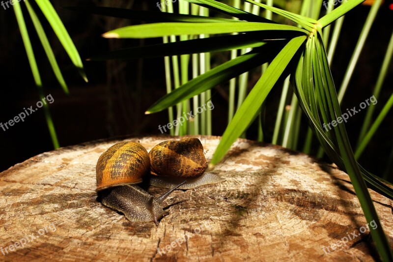 Snail Animal Nature Animals Shell