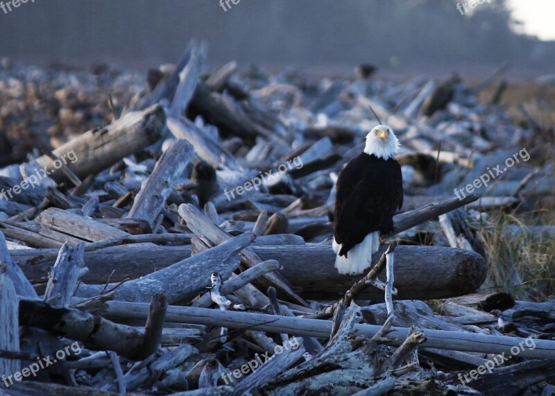 Eagle Nature Bird Washington America