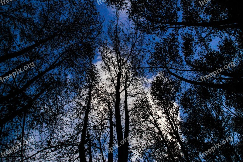 Forest Tree Night Nature Trunk