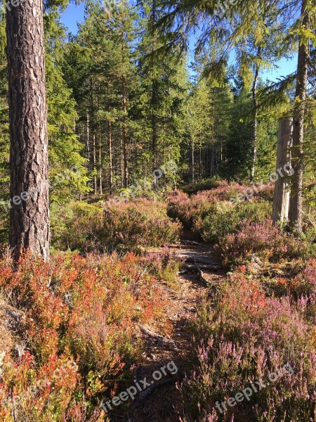 Tree Forest Footpath Nature Tribe