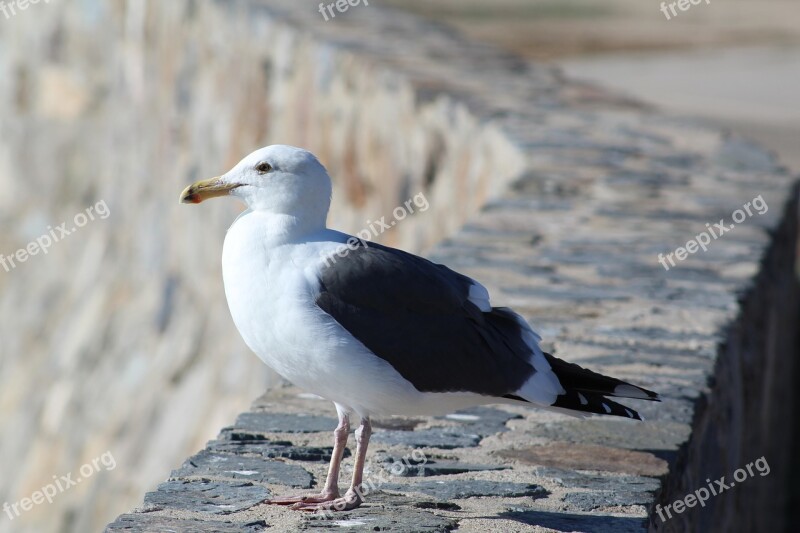 Seagull Nature Contemplation Waterfowl Ave