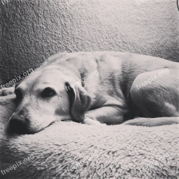 Labrador Laziness Black And White Resting Friend