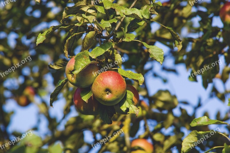 Apple Tree Apple Tree Fruit Autumn