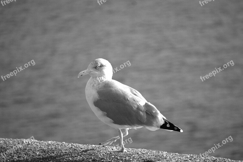 Gull Bird Wild Animal Sea