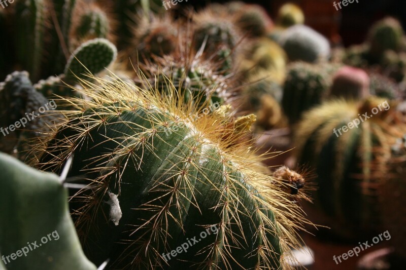 Fat Plants Plants Cactus Plants With Needles Prickly Plants