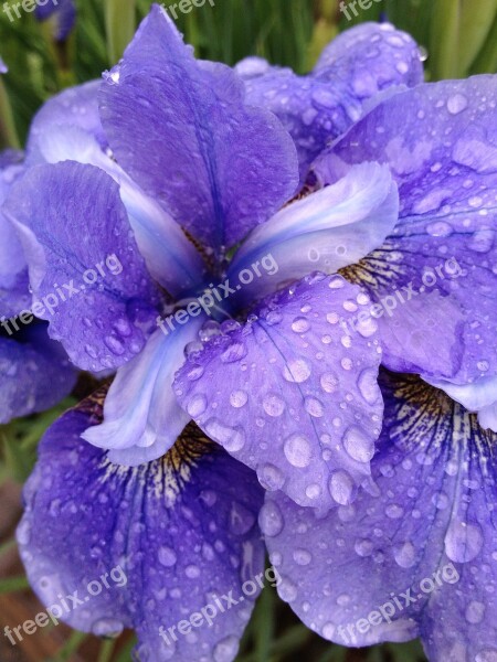 Iris Flower Bloom Nature Floral