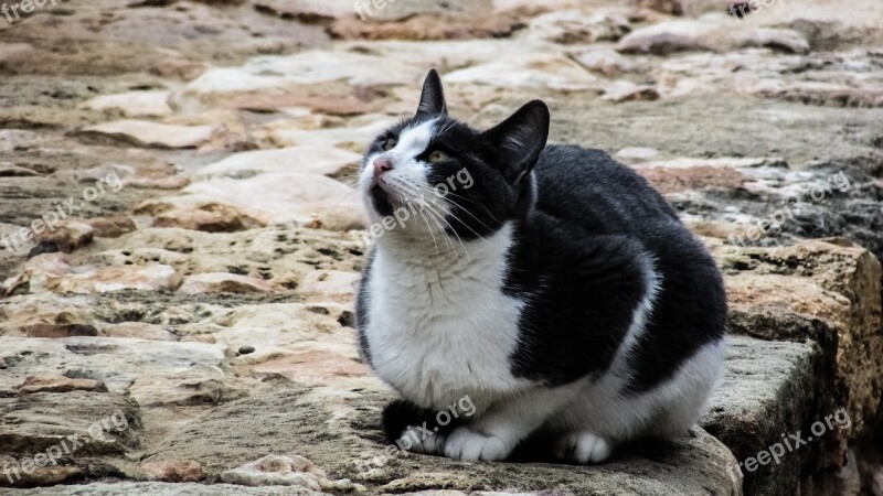 Cat Stray Outdoor Animal Cute