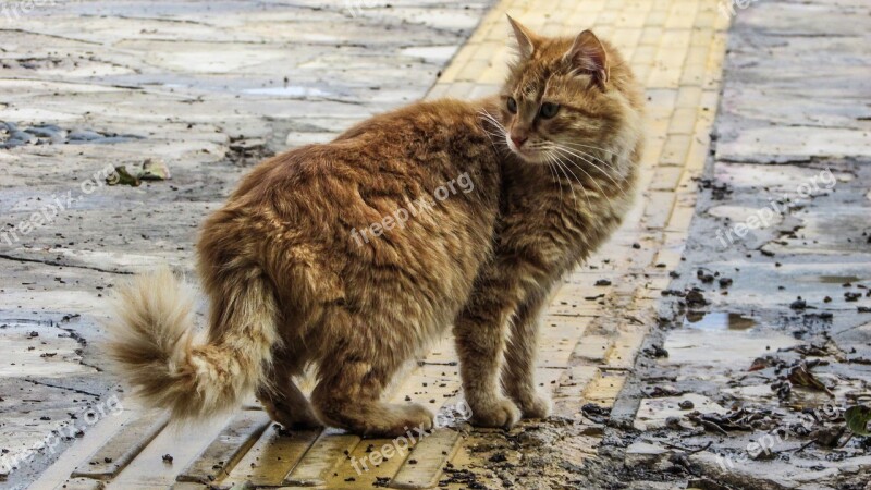 Cat Stray Street Animal Fur