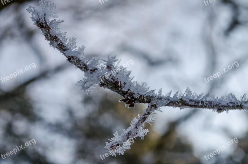 Ice Branch Winter Snow Crystals