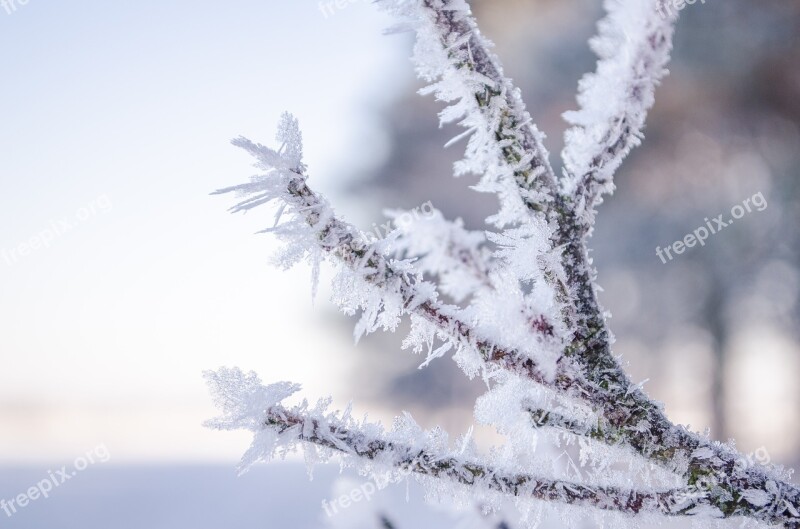 Ice Branch Winter Snow Crystals