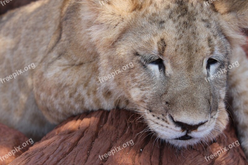 Lion Lion Cub An Animal Wildlife