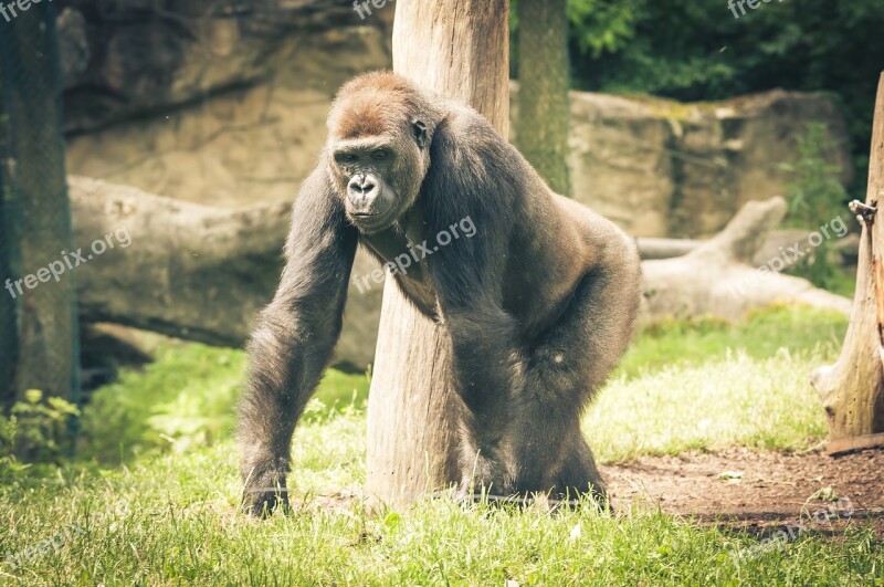 Silverback Gorilla Ape Monkey Imposing