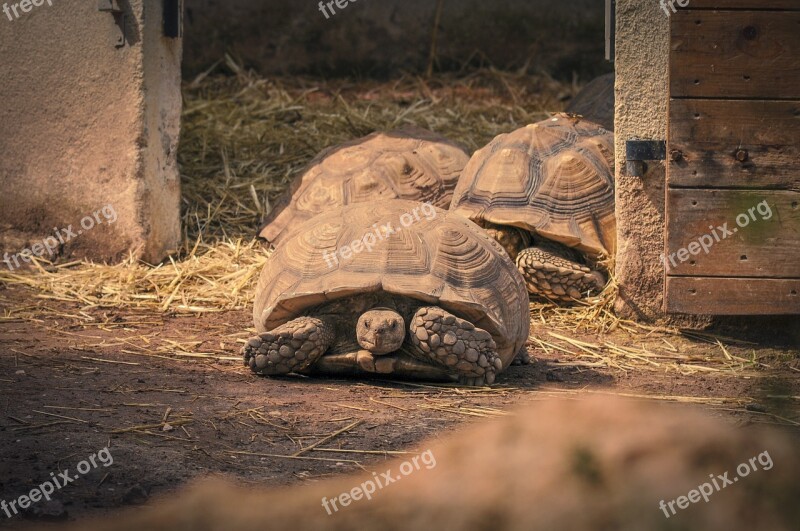 Turtle Panzer Tortoise Animal Reptile