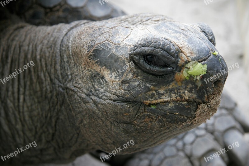 Animal Turtle Panzer Slowly Nature