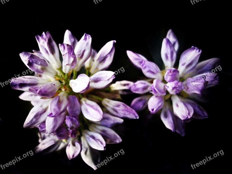 Flower Summer Rhododendron Violet Pink