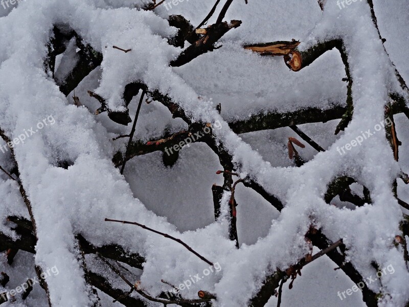 Winter Snow Tree Biel December