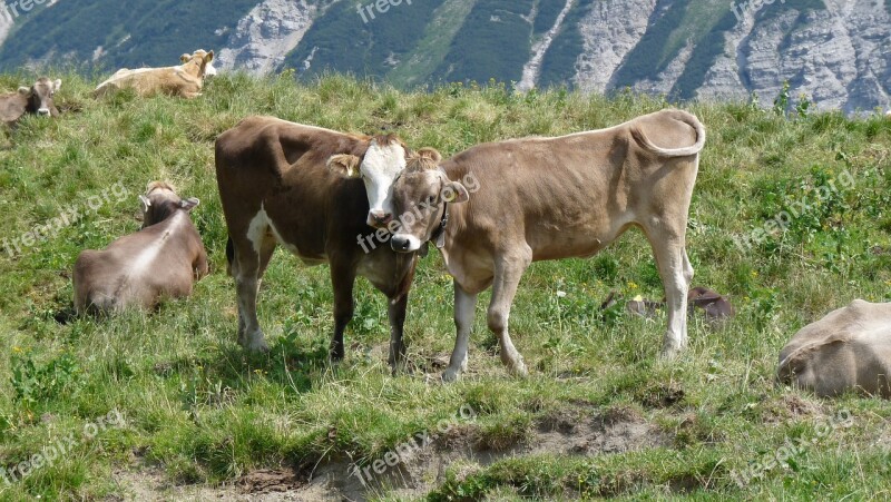 Allgäu Cow Cows Beef Cattle