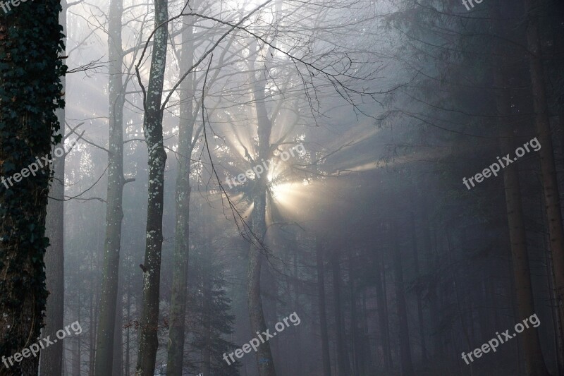 Forest Fog Sun Nature Trees