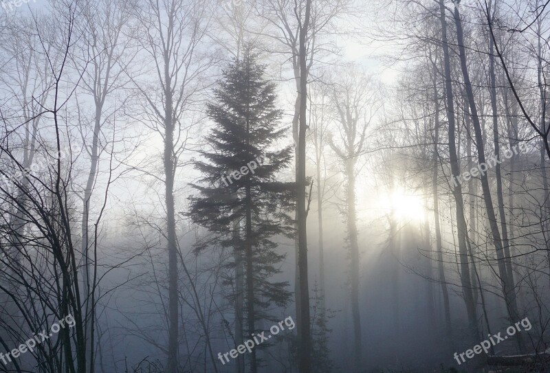 Forest Fog Sun Nature Trees