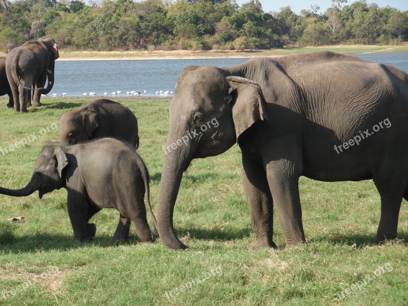 Elephants Travel Wildlife Asia Safari