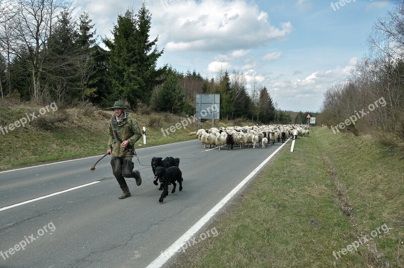 Sheep Nature Livestock Flock Landscape