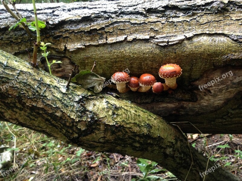 Mushrooms Log Woodland Free Photos