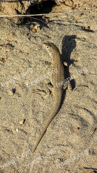 Camouflage Adaptation Lizard Reptile Nature