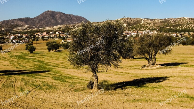 Olive Tree Meadow Landscape Country Countryside