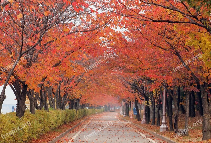 Autumn Trees Fall Trail Fall Foliage Park Morning