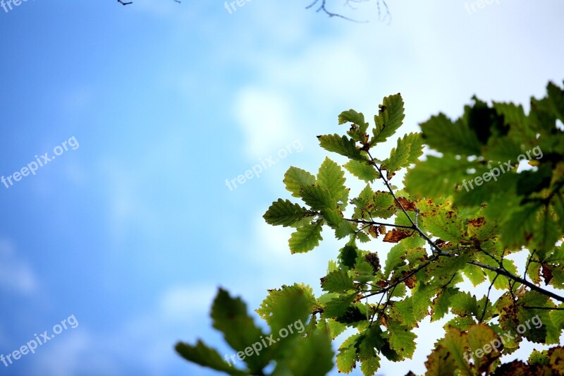 Autumn The Leaves The Scenery China Green Leaf