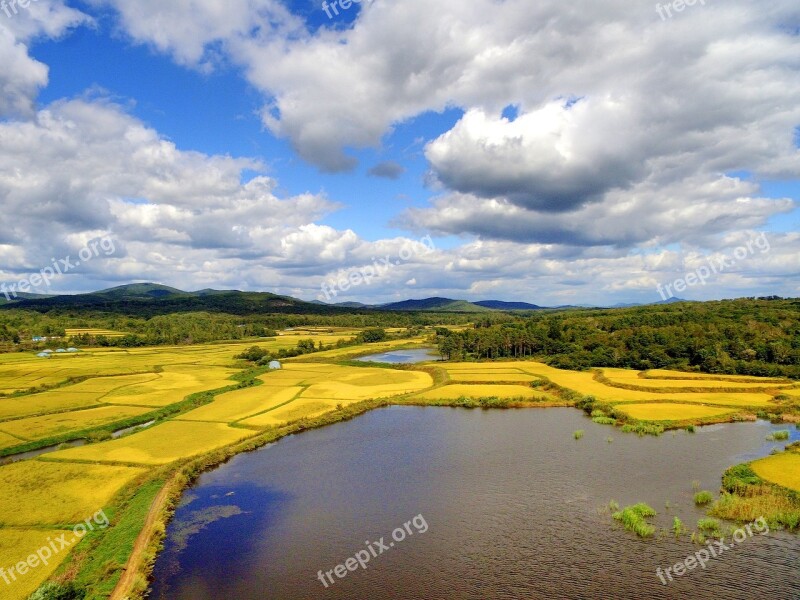 The Scenery Autumn In Rice Field Agriculture China