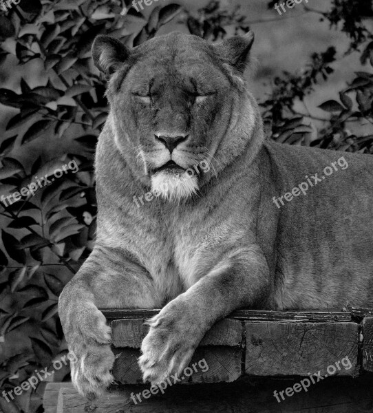 Lion Animal Wild Wildlife Nature